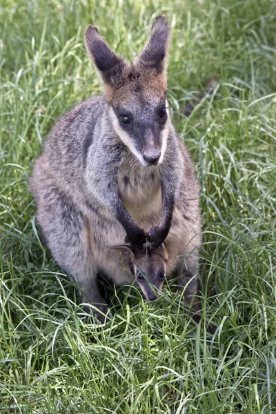 Pantano Wallaby Tiene Joven Joey Bolsa —  Fotos de Stock