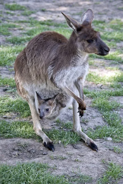 西の灰色のカンガルーは 彼女のポーチ ジョーイ — ストック写真