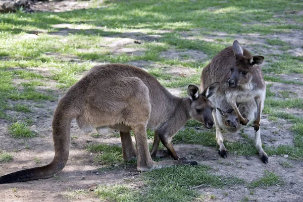 Canguro Gris Occidental Tiene Joey Bolsa — Foto de Stock