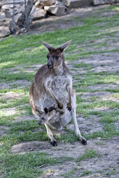 Batı Gri Kanguru Bir Joey Onu Çanta Içinde Vardır — Stok fotoğraf