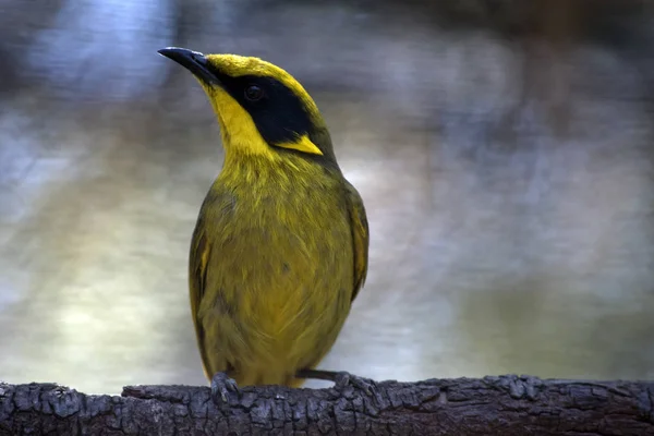 Jest Bliska Żółty Pikowane Honeyeater Wznosi Się Drewno — Zdjęcie stockowe