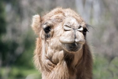 dromedary deve yakın bu