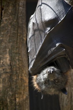 bir meyve yarasa oturan bir çatıdan Bu