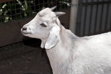 bir çocuğa yakın bu