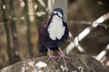 bir Yeni Gine yere güvercini yakın bu;