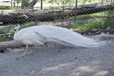 Erkek albino tavuskuşu uzun kuyruk tüyleri vardır