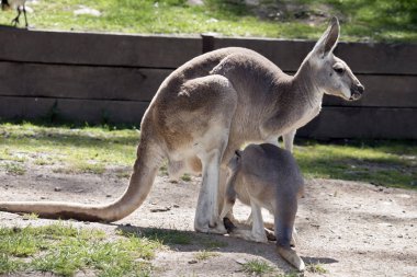 kırmızı kanguru ona joey Hemşirelik