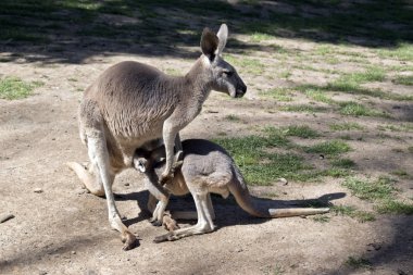kırmızı kanguru ona joey Hemşirelik