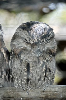 sarımsı kahverengi Paszczaki yakın bu