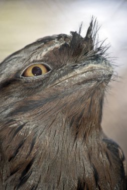 sarımsı kahverengi Paszczaki yakın bu