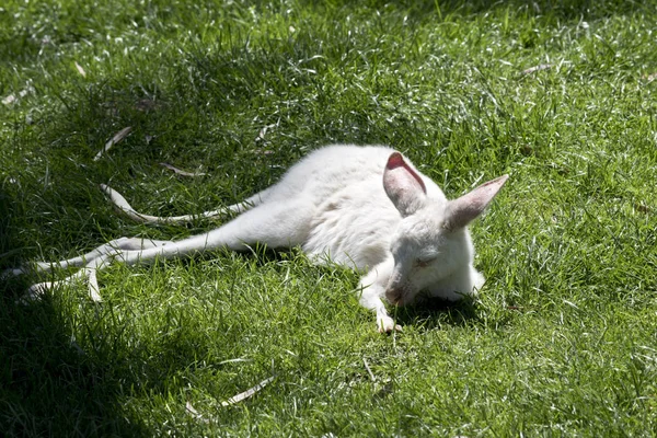 Albino Batı Gri Kanguru Joey Çimenlerde Dinleniyor — Stok fotoğraf