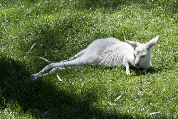 Albino Westelijke Grijze Reuzenkangoeroe Joey Rusten Het Gras — Stockfoto