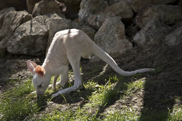 Albino Oeste Cinza Canguru Joey Está Comendo Grama — Fotografia de Stock