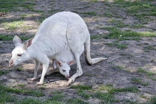 Canguro Albino Occidental Gris Tiene Joey Joven Bolsa — Foto de Stock