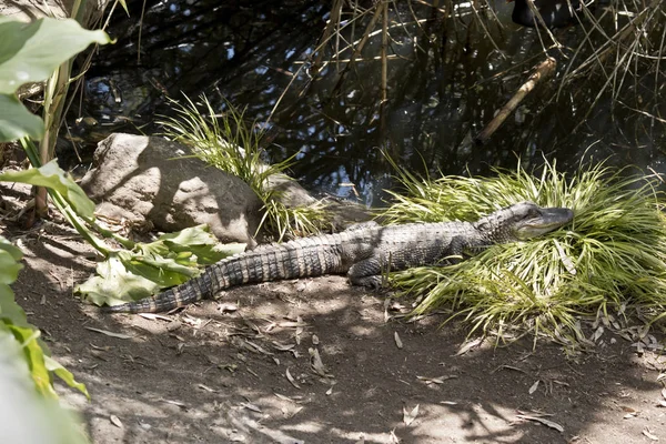 Dit Een Zijaanzicht Van Een Alligator — Stockfoto