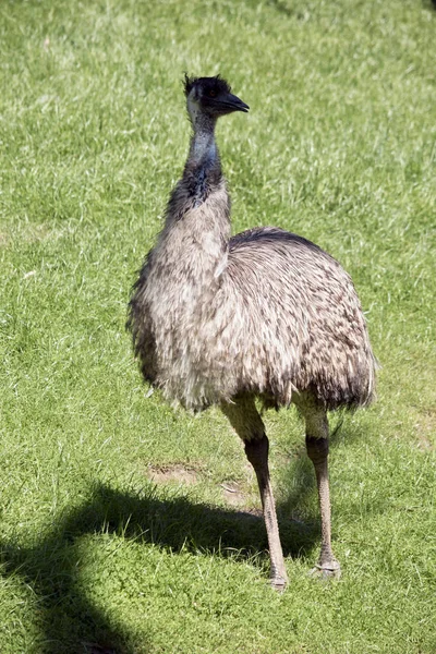 Emù Australiano Cammina Campo — Foto Stock