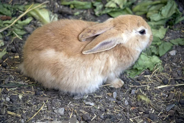 Est Une Vue Côté Jeune Lapin — Photo