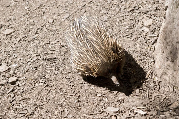 Echidna Lub Ant Eater Ostry Lotek — Zdjęcie stockowe