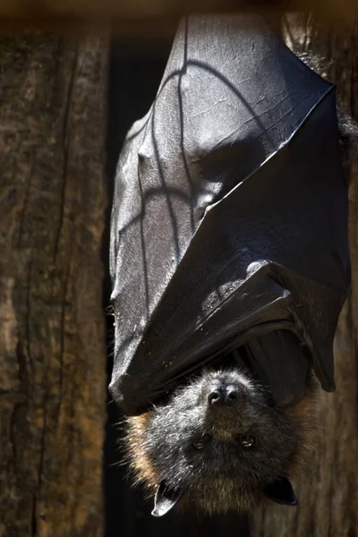 Este Morcego Frutas Descansando Telhado — Fotografia de Stock