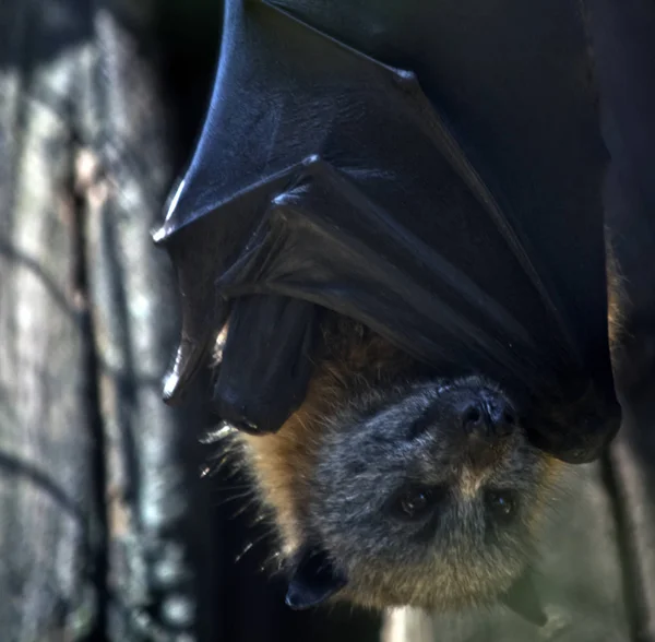 Fruit Bat Hanging Fron Ceiling — Stock Photo, Image