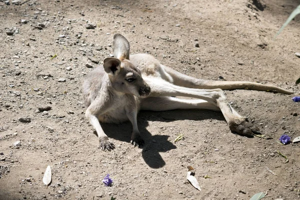 Dit Een Afsluiting Van Een Kangoeroe Met Joey Rood — Stockfoto