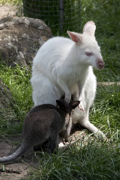 Albino Rojo Cuello Wallaby Está Amamantando Marrón Joey —  Fotos de Stock