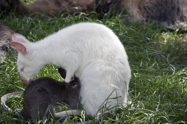 Albino Red Necked Wallaby Has Her Brown Joey Suckling — Stock Photo, Image
