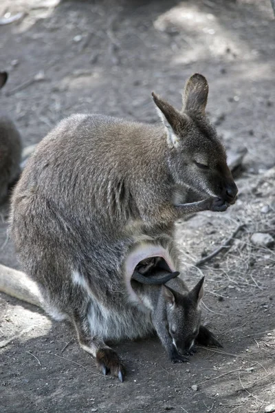 Red Necked Wallaby Has Her Joey Pouch — Stock Photo, Image