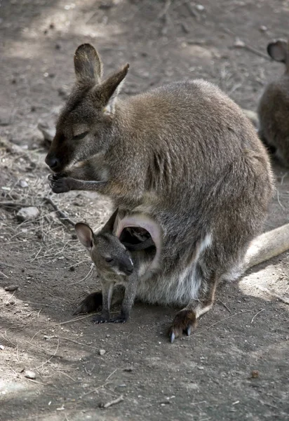 Red Necked Wallaby Has Her Joey Pouch — Stock Photo, Image