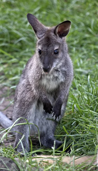 Este Close Alegre Vermelho Pescoço Wallaby — Fotografia de Stock