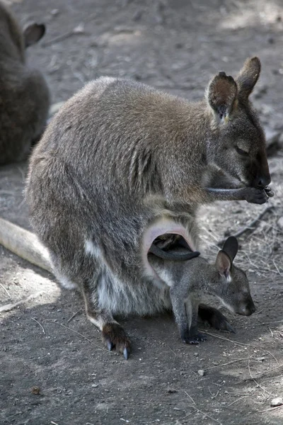 Wallaby Pescoço Vermelho Tem Seu Joey Bolsa — Fotografia de Stock