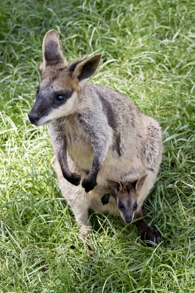Wamp Wallaby Has Her Young Joey Pouch — стоковое фото
