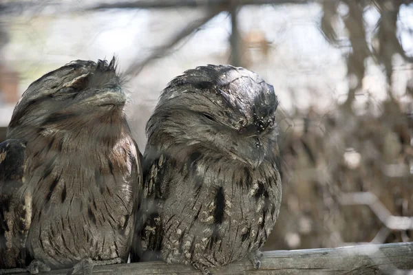 Two Tawny Frogmouths Resting Perch — Stock Photo, Image