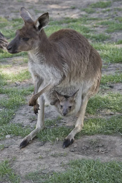 Das Westliche Graue Känguru Hat Einen Joey Beutel — Stockfoto