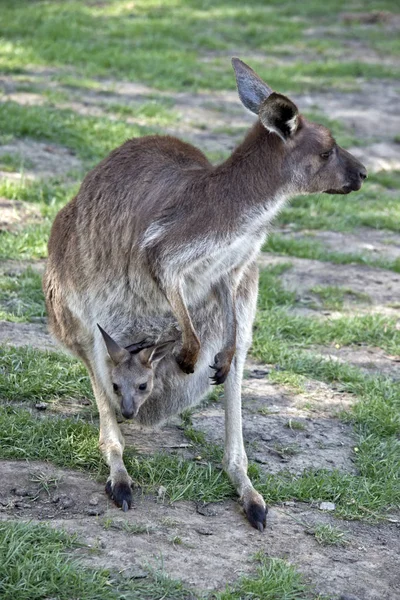 西の灰色のカンガルーは 彼女のポーチ ジョーイ — ストック写真