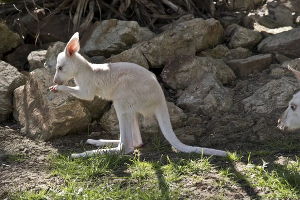 Est Une Vue Côté Albinos Kangourou Joey — Photo