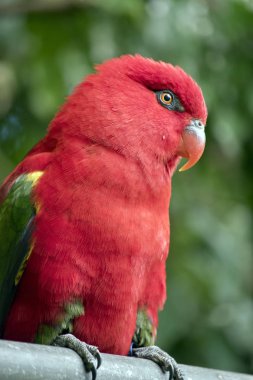 Bu yakın, doldu bir sohbet Lori