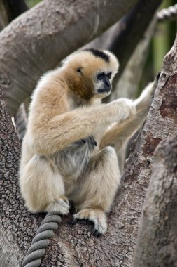 beyaz yanaklı jibon bir ağaçta oturuyor