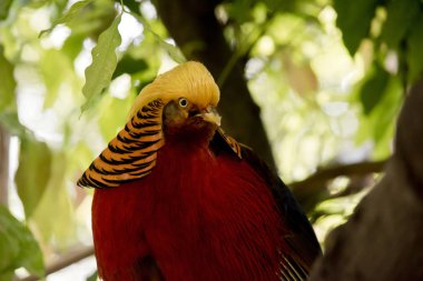 golden pheasant bir ağaca değil