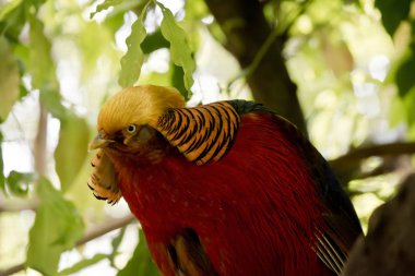 golden pheasant bir ağaca değil