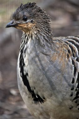 bir malleefowl yakın bu