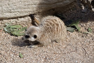 meerkat bebeğini ona altında barınma