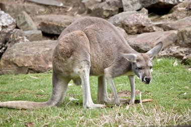 Bu bir erkek kırmızı kanguru yan görünümüdür