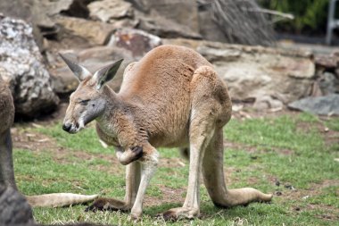 kırmızı kanguru bir çizik geçiriyor