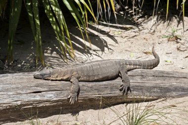 Bu bir Rosenberg'in monitör kertenkele yan görülmektedir