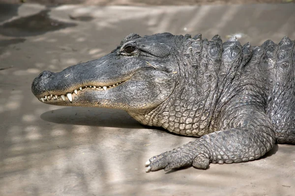 Close American Alligator — Stock Photo, Image