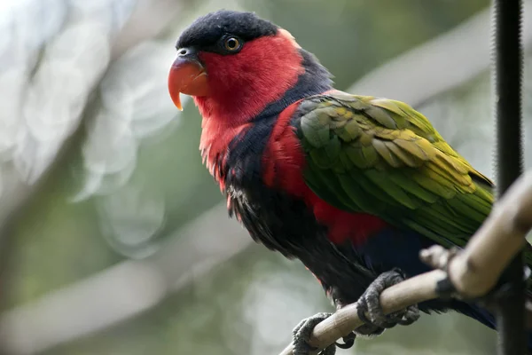 Black Capped Lory Perched Branch — Stock Photo, Image