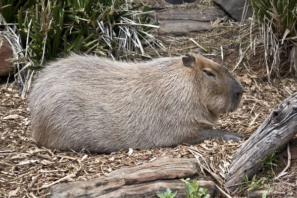 Jest Widok Boku Kapibary — Zdjęcie stockowe