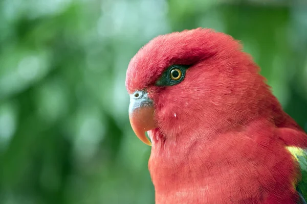 this is a close up of a the chatting lory