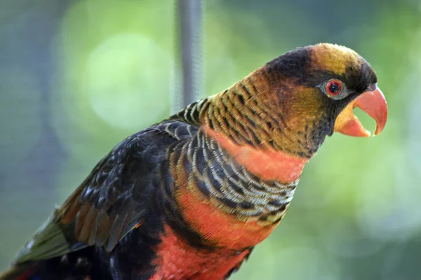 Est Une Vue Côté Crépuscule Lory — Photo